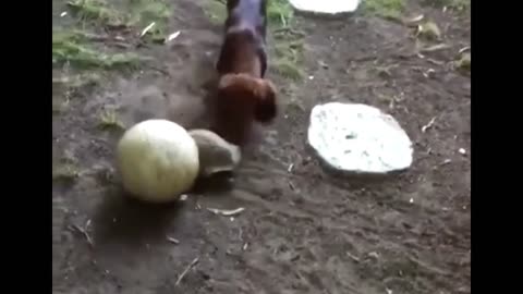 Funny animal video compilation