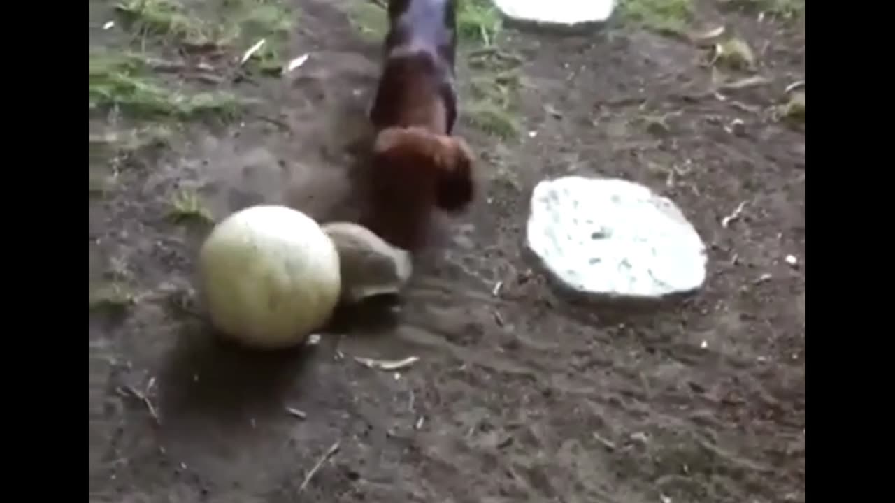 Funny animal video compilation
