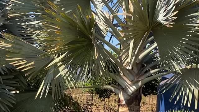 Palmeira Bismarckia (palmeira azul)🌴 . . .