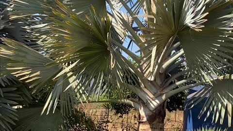 Palmeira Bismarckia (palmeira azul)🌴 . . .