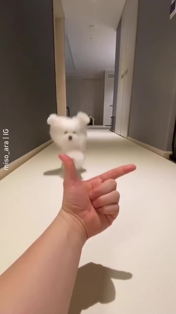 Cute Dogs Compilation Funny Dog Cute Puppy Shorts