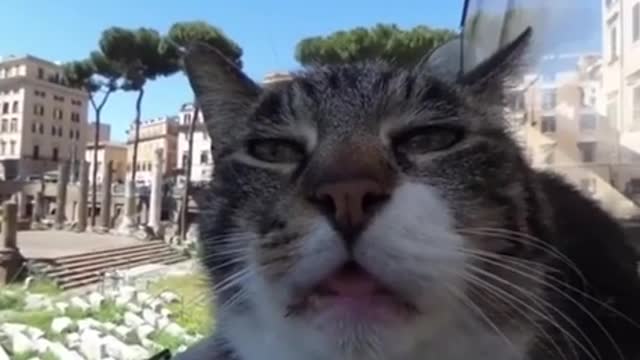 cat on google street view - funny