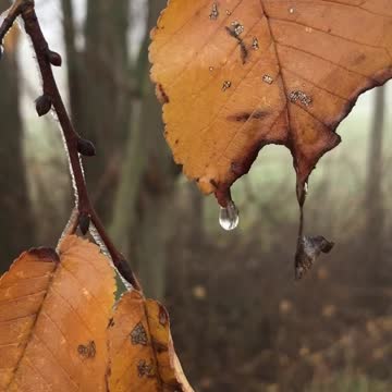 When the Tear... Drops!