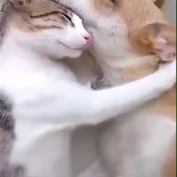 Funny and amazing videos 2016 Cat and dog fall in love