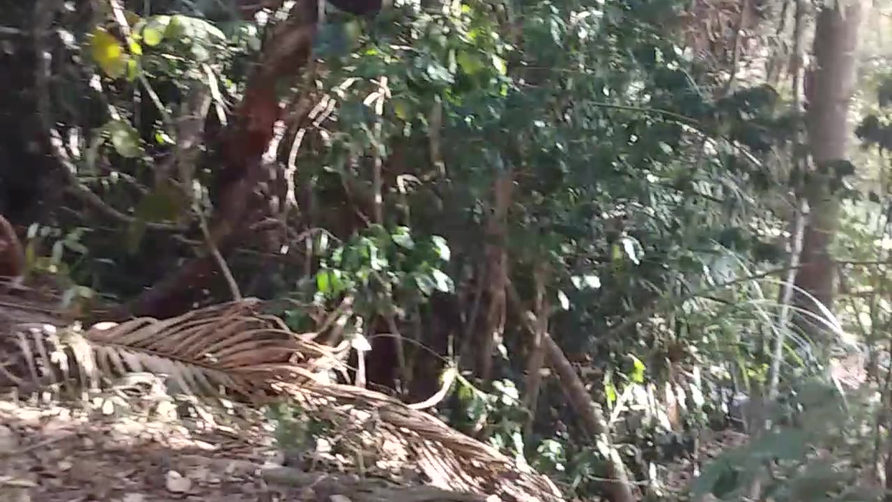 10.12.2023 Anzac Park, Kuranda