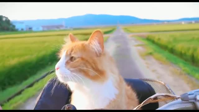 Take your cats and dogs on a trip.