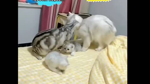 cute cat embarrassing only