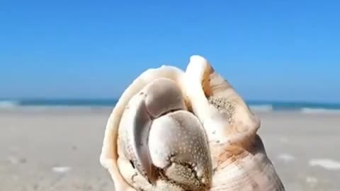 shells