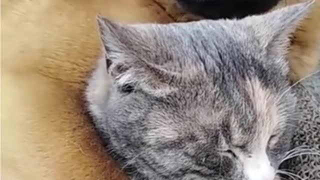 best Funny lovely dog HD videos | we love dogs - 47