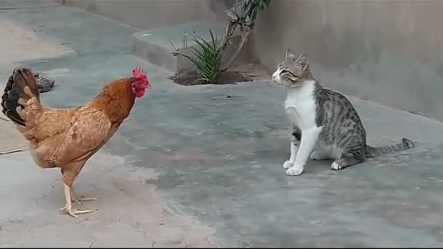 Chicken VS Cat Fights