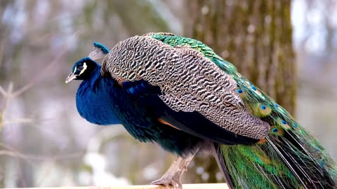 Watch this peacock having fun in the middle of nature