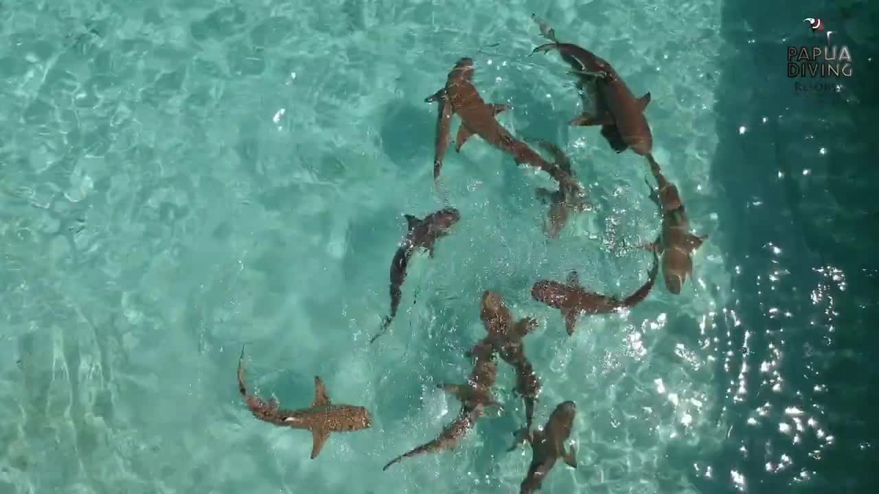 Blacktip Reef Sharks - Raja Ampat, Sorido Bay Resort - Papua Diving Resorts