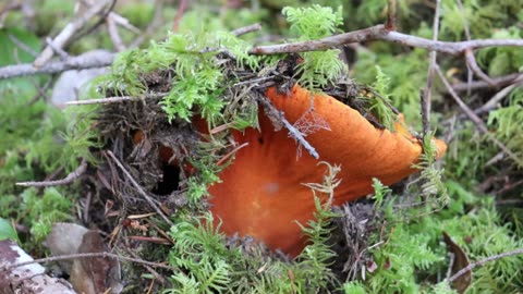 Lobster Mushroom