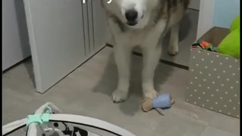 Dog meets baby for the first time ❤️🥺🤗