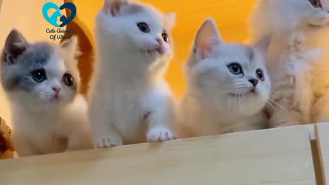 Funny Cute Cat Videos