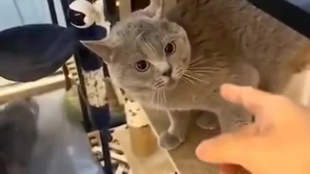 Funny Cats Funny Cat Videos #33