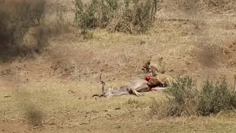 Lionesses Feast on Kudu 🦁🦁🦌