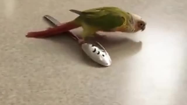 Funny Parrots Compilation