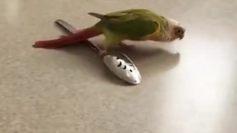 Funny Parrots Compilation