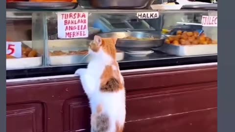 Cat is looking in sweet shop