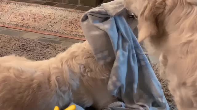 Sister dogs brawl over blanket