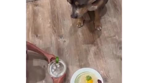 Videos of Dogs Enjoying Their Favorite Foods