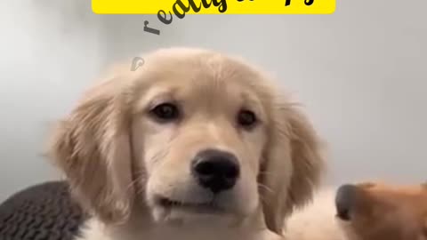 Best funny dogy🐕🐝🐝