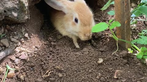 Rabbit dragging her burrow beutiful animal