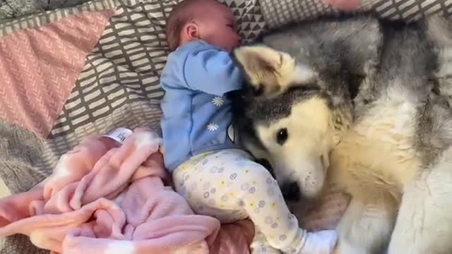 Husky thinks she my babies Mum!!..😭.