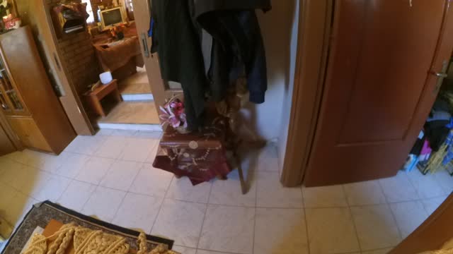 My dog know to open a door