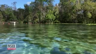 15-Year-Old Climbs Tree in Florida to Escape Alligator