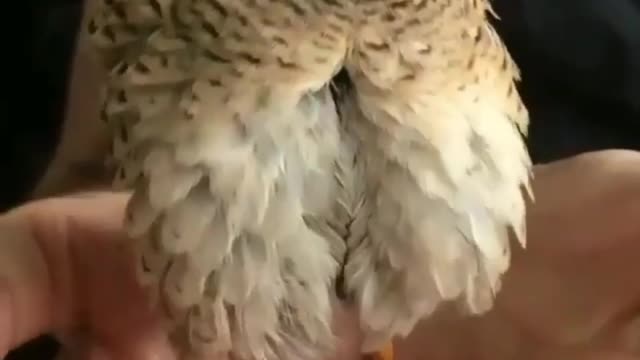 Hedgehog really dare not touch
