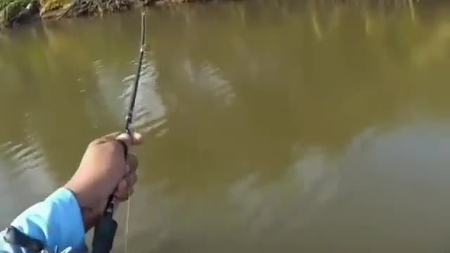 This is a beautiful and charming water-dwelling species