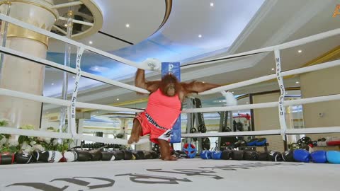 Animalia - Orangutan Rambo is a champion boxer