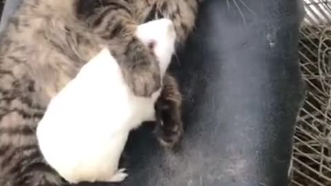 Shorts - Kittens