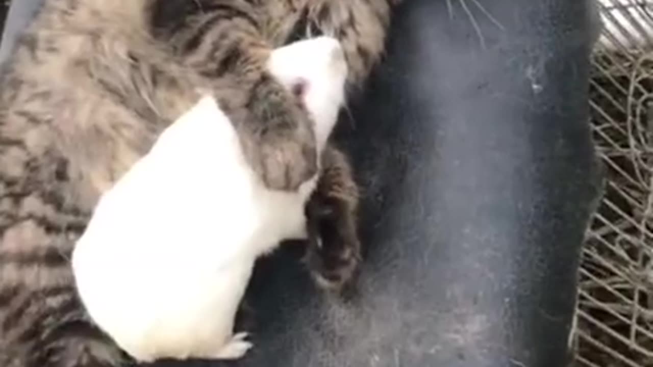 Shorts - Kittens