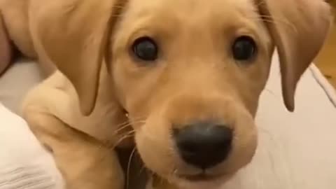 Baby dog #cute puppy barking #viral #short