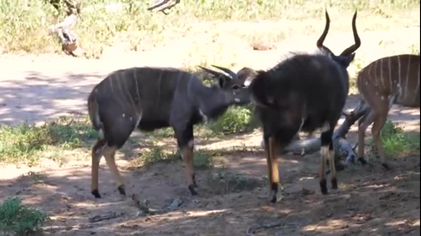 The magical power of nature and animals