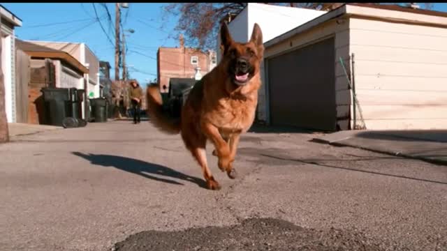 Dogs shorts on call me song😍