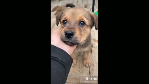 Baby Dog Afraid To Go Down The Step - TikTok Dogs (Funny Animals #358)