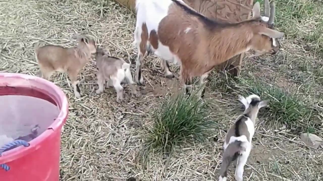 Funny cute baby goats video 😍