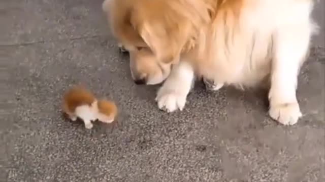 😍 These Cutest Golden Puppies Will Make You Fall In Love At First Sight🐶| Cute Puppies