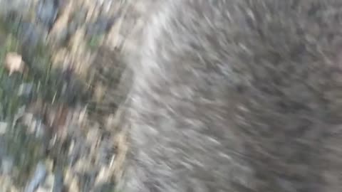 Raccoons playing