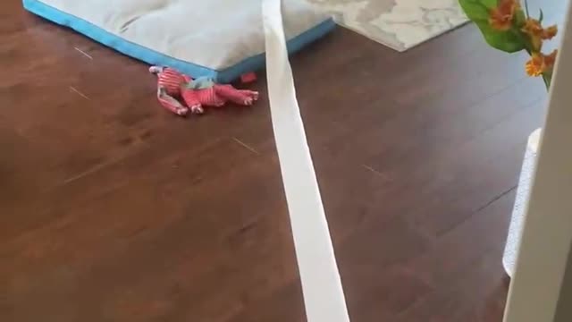 Toilet Paper Puppy Pulls Roll Across House