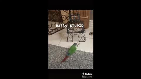 Parrot wonders