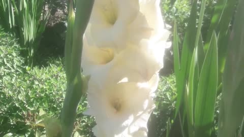 Morning gladiolus