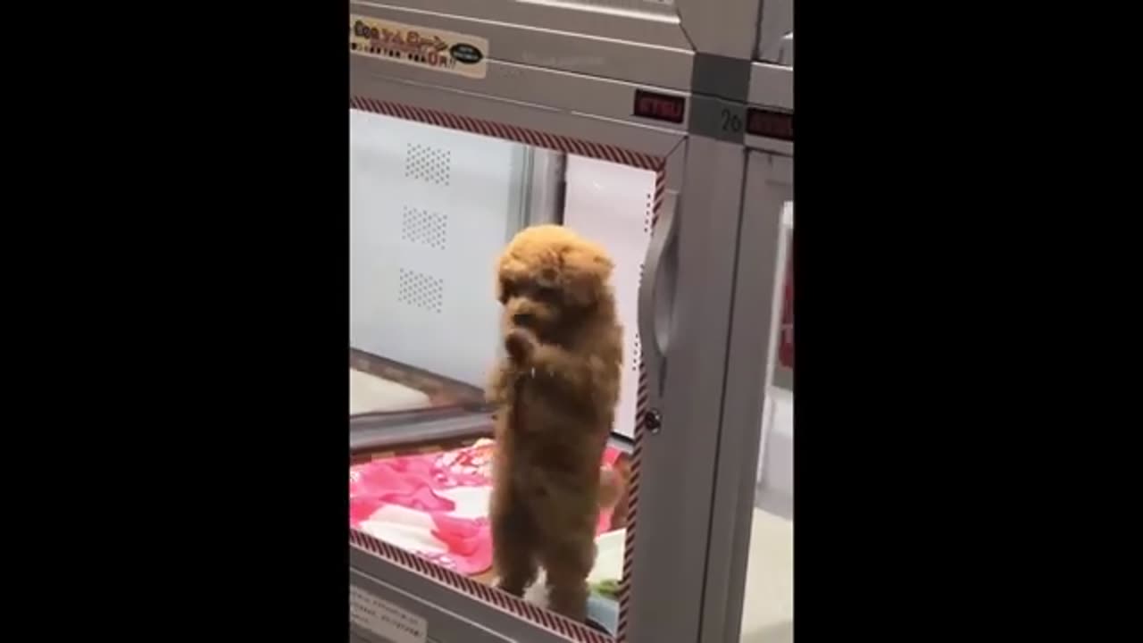 The funniest animal videos compilation 2023