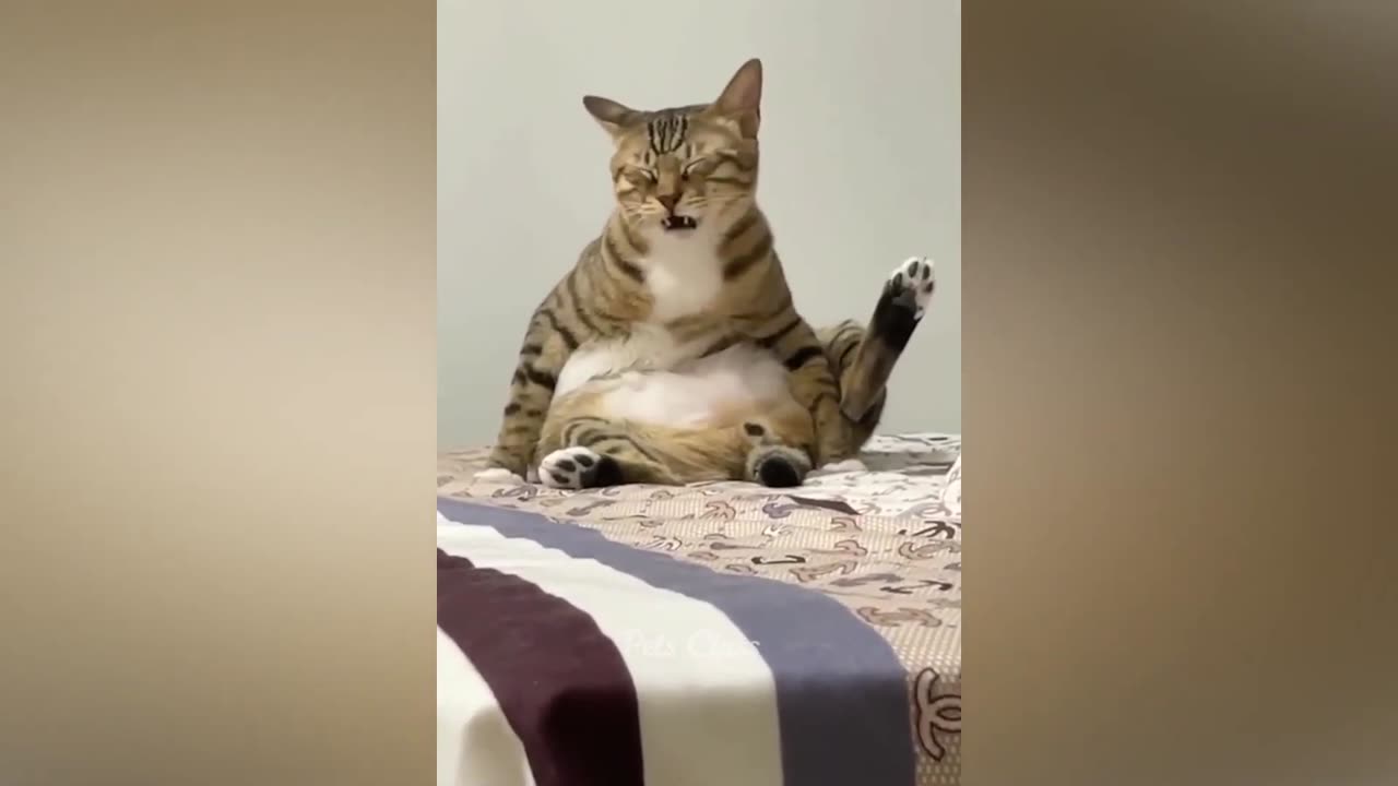 New generation Cat๐ Funny Cats Videos 2023 ๐บ Part 2