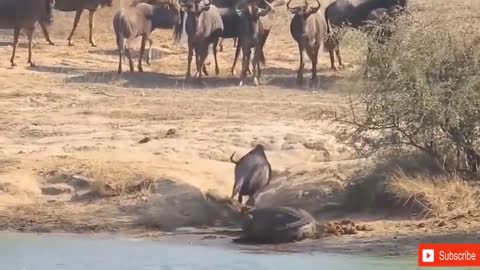 Strong Tibetan Antelope