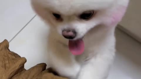 After giving him a ham